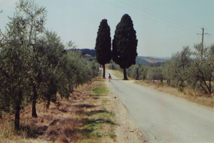 Panorama showing a cypress tree typical of Tuscan landscape